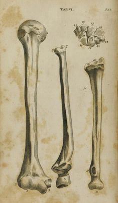 an old book with some drawings of bones