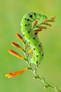 caterpillar... Moth Caterpillar, Hawk Moth, A Bug's Life, Beautiful Bugs, Creepy Crawlies, Arachnids, World Photo, Bugs And Insects