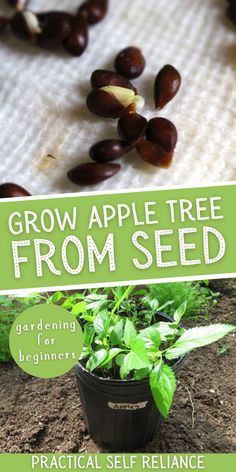 the cover of a book with seed plants growing in it