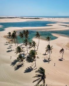 an aerial view of palm trees on the beach