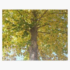 a tree with yellow leaves and blue sky in the background