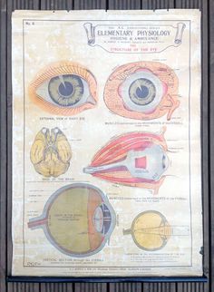 an old medical poster showing the anatomy of the eye