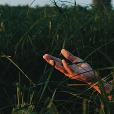 someone is holding their hand out in the middle of tall grass, with one hand reaching for something