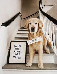 a dog sitting on the stairs with a sign that says, all you need is love and a dog