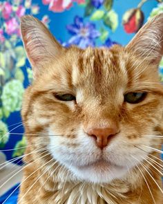 an orange and white cat sitting on top of a blue flowered chair with its eyes closed