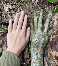 a person's hand next to a tree trunk on the ground with leaves around it