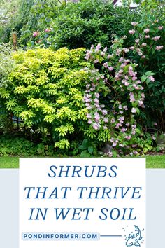 shrubs that thrive in wet soil