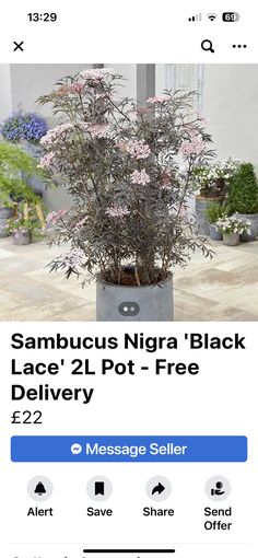 a potted plant sitting on top of a tile floor next to a sign that says sambucus nigra'black delivery