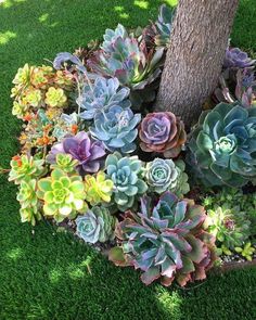 an assortment of succulents in a pot next to a tree on the grass