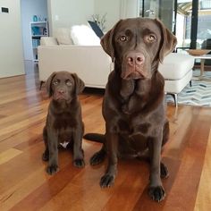 two brown dogs sitting on top of a hard wood floor