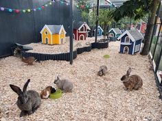 several rabbits eating food out of bowls on the ground in an outdoor rabbit run area