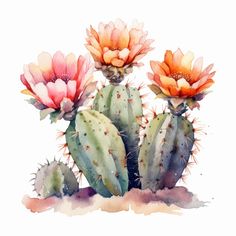 three watercolor cactus plants with pink and orange flowers