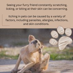 🐾 Is Your Pet Itching Non-Stop? Flea Prevention, A Balanced Diet, Non Stop, Skin Conditions, Balanced Diet, Allergies, Diet