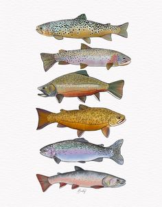 five different types of fish in watercolor