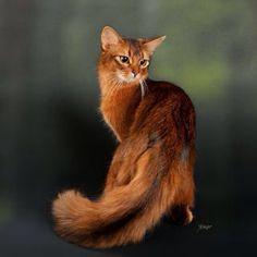 an orange cat sitting on its hind legs