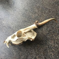 an animal's skull is on the ground