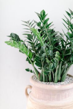 a potted plant sitting on top of a table next to a white wall with green leaves