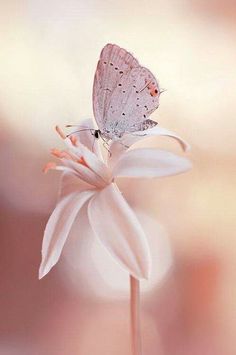 a butterfly sitting on top of a flower next to the words in spanish and english