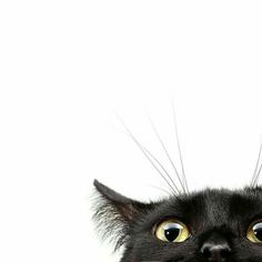 a black cat with yellow eyes looking up at the camera while standing in front of a white background