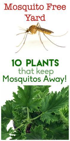 You love spending time outside in your yard, but not so much with mosquitos for co Mosquito Plants, Mosquito Repelling, نباتات منزلية, Mosquito Repelling Plants, Have Inspiration, Diy Gardening, Small Pool, Garden Pests, Pool Design