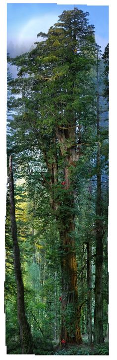 a large tree in the middle of a forest