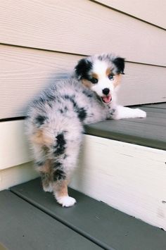 a small dog standing on top of a wooden step