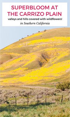 the cover of super bloom at the carrzo plain, with wildflowers in southern california