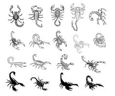 scorpions drawn in black ink on white paper