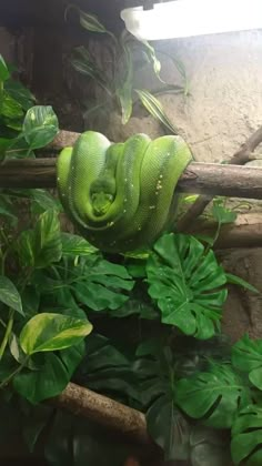 a green snake curled up in the middle of some plants