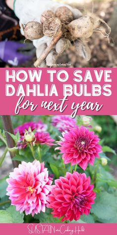 pink flowers with the words how to save dahlia bulbs for next year