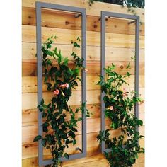 two purple windows with plants growing on them in front of a wooden wall and fence