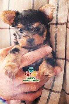 a person holding a small dog in their hands