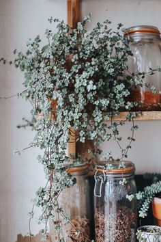 some plants are growing out of jars on a shelf