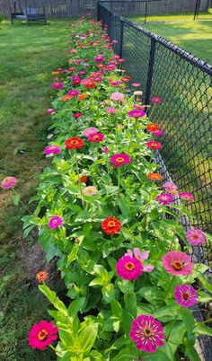 colorful flowers line the side of a fence