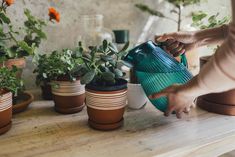 Is Your Plant Dead or Just Dormant? This Easy Trick Will Tell You Instantly My Plant, Trendy Home Decor, Simple Tricks, Container Gardening, Home Decor Styles, Garden Plants, To Tell, Herbs