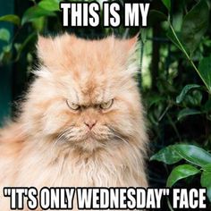 an orange cat is sitting in front of some plants and looking at the camera with caption that reads, this is my it's only wednesday face