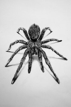 a black and white photo of a spider on a white background with the bottom part of it's body visible