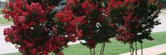 three red flowers are growing in the grass near a sidewalk and street with cars on it