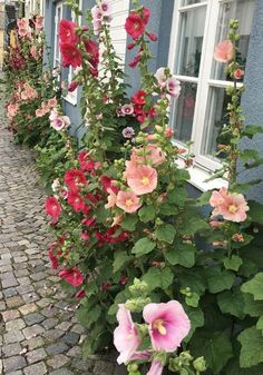 many pink and red flowers line the side of a building on a cobblestone street