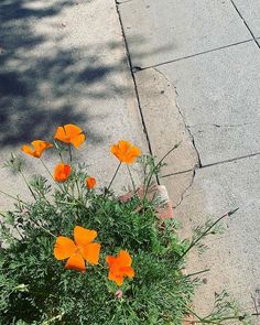 some orange flowers are growing on the sidewalk