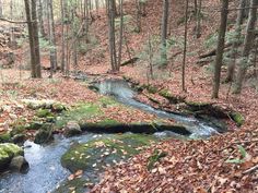 a small stream running through a forest filled with leaves