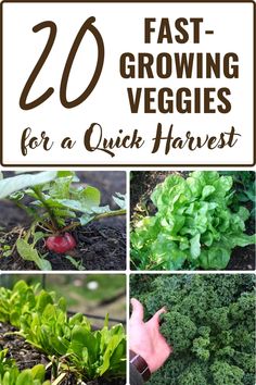 several pictures with the words 20 fast growing veggies for a quick harvest