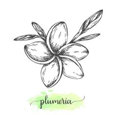 a flower with the word plumeria written in black ink on a green watercolor background