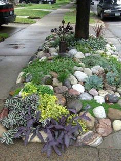 an assortment of plants and rocks on the sidewalk