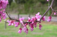 pink flowers are blooming on a tree branch in the grass near a road and fence