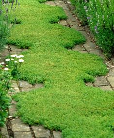 a garden with green grass and white flowers