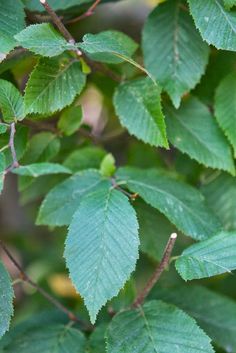 green leaves are growing on the branches of a tree in the forest, close up