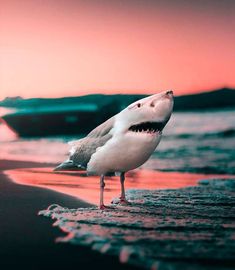 a seagull standing on the beach with its mouth open