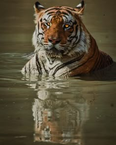 Tigre,Tiger, Tigres, Big cat,The male tiger,Mowgli Tiger, Tadoba reserve,Bengal Tiger Tiger Paintings, Tiger Painting, Animal Spirit, Pet Tiger