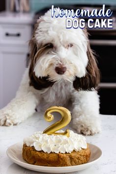 a dog is sitting in front of a cake with the number two candle on it